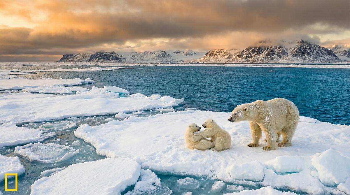 香蕉视频北极熊视频